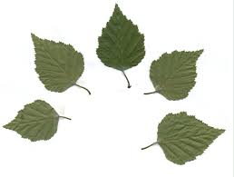 Attēlu rezultāti vaicājumam “Betula pubescens leaf”
