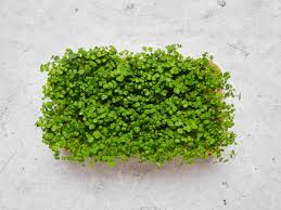 Image result for Brunnenkresse