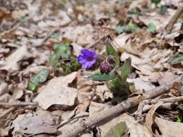 Attēlu rezultāti vaicājumam “Pulmonaria obscura”