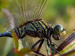 Attēlu rezultāti vaicājumam “Ophiogomphus cecilia”