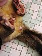 Cloaca - Wikipedia, the free encyclopedia