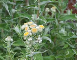 Image result for Helichrysum foetidum