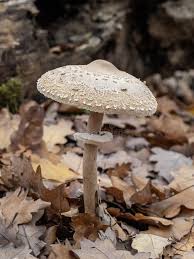 Attēlu rezultāti vaicājumam “Macrolepiota procera”