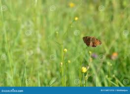 Attēlu rezultāti vaicājumam “Boloria dia upperside”