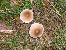 Attēlu rezultāti vaicājumam “Mycena zephirus”