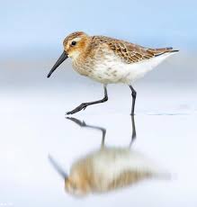 Attēlu rezultāti vaicājumam “Calidris alpina adult”