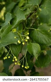Attēlu rezultāti vaicājumam “Tilia platyphyllos Laciniata fruit”