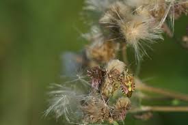 Attēlu rezultāti vaicājumam “Carpocoris sp.”