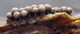 Attēlu rezultāti vaicājumam “Cribraria aurantiaca young”