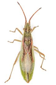 Attēlu rezultāti vaicājumam “Myrmus miriformis”