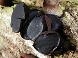 Attēlu rezultāti vaicājumam “Bulgaria inquinans”