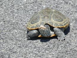 Image result for Malaclemys terrapin