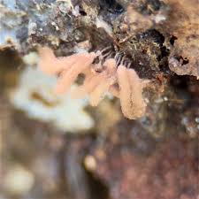 Attēlu rezultāti vaicājumam “Arcyria affinis stalked”