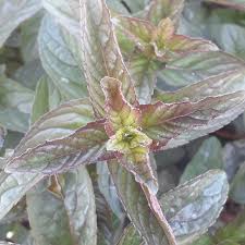 Attēlu rezultāti vaicājumam “Mentha x piperita leaf”