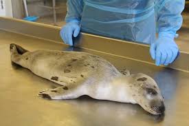 Image result for Pagophilus groenlandicus