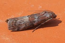 Attēlu rezultāti vaicājumam “Phycita roborella”