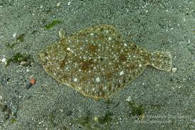 Image result for Parophrys vetulus