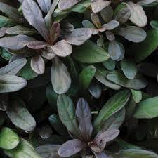Image result for Ajuga reptans
