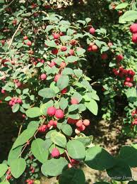 Attēlu rezultāti vaicājumam “Cotoneaster multiflorus”