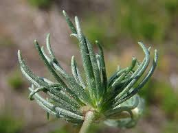 Attēlu rezultāti vaicājumam “Seligeria pusilla sporophyte”