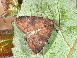 Attēlu rezultāti vaicājumam “Rusina ferruginea”