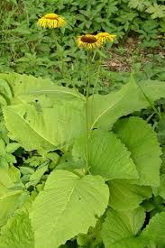 Image result for Telekia speciosa