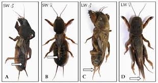 Attēlu rezultāti vaicājumam “Gryllotalpa gryllotalpa”