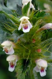 Attēlu rezultāti vaicājumam “Galeopsis tetrahit flower”
