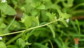 Attēlu rezultāti vaicājumam “Veronica agrestis”