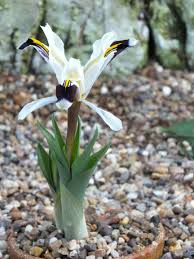 Attēlu rezultāti vaicājumam “Iris rosenbachiana flower”
