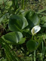Attēlu rezultāti vaicājumam “Calla palustris”