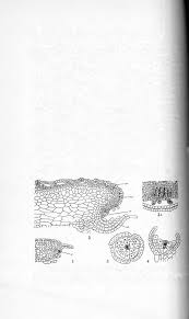 Attēlu rezultāti vaicājumam “Jungermannia sphaerocarpa sporophyte”