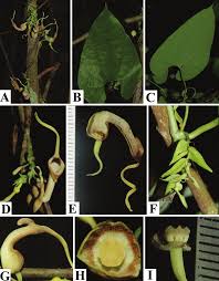 Attēlu rezultāti vaicājumam “Aristolochiaceae”