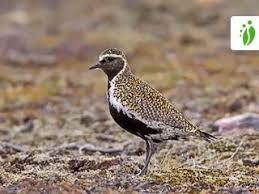 Attēlu rezultāti vaicājumam “Pluvialis apricaria”