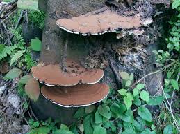 Attēlu rezultāti vaicājumam “Ganoderma applanatum”