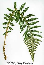 Attēlu rezultāti vaicājumam “Polystichum braunii”