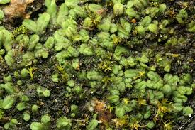 Attēlu rezultāti vaicājumam “Riccia sorocarpa”