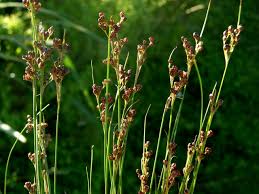 Attēlu rezultāti vaicājumam “Juncus compressus”