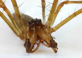 Attēlu rezultāti vaicājumam “Tetragnatha montana”