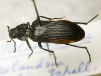 Attēlu rezultāti vaicājumam “Melandrya dubia”