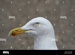 Attēlu rezultāti vaicājumam “Larus marinus adult”