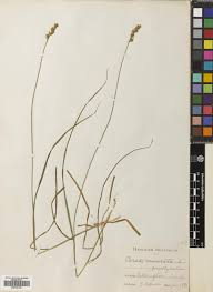 Attēlu rezultāti vaicājumam “Carex remota fruit”