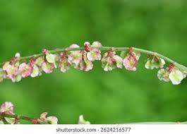 Attēlu rezultāti vaicājumam “Rumex acetosa flower”
