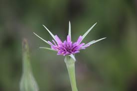 Attēlu rezultāti vaicājumam “Tragopogon heterospermus leaf”