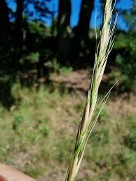 Attēlu rezultāti vaicājumam “Elymus caninus fruit”