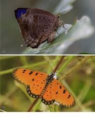 Image result for Papilionoidea