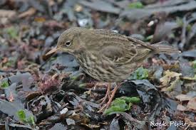 Attēlu rezultāti vaicājumam “Anthus petrosus”
