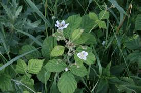 Attēlu rezultāti vaicājumam “Rubus caesius flower”