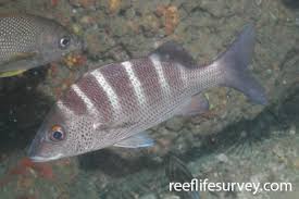 Image result for Haemulon album