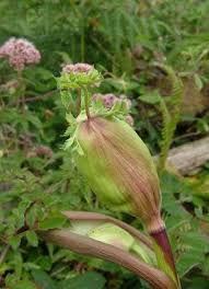 Image result for Angelica silvestris
